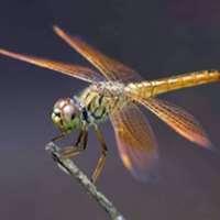 7 little words Dragonflies