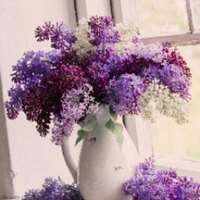 7 little words Lilacs