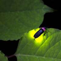 7 little words Fireflies