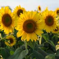 7 little words Sunflowers