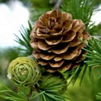 7 little words Pine Cones
