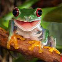 7 little words Tree Frogs