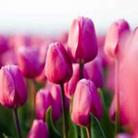 7 little words Tulips