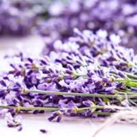 7 little words Lavender