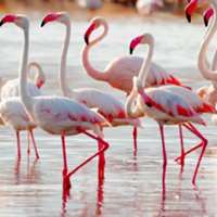 7 little words Flamingos