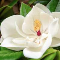 7 little words Magnolias
