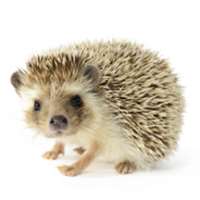 7 little words Hedgehogs