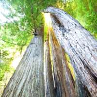7 little words Sequoias