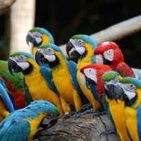 7 little words Parrots