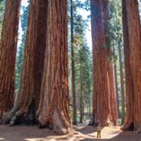 7 little words Redwoods