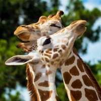 7 little words Giraffes