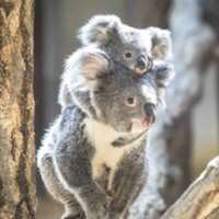 7 little words Koalas