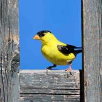 Pack Goldfinches