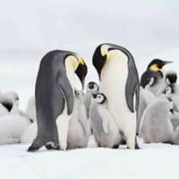 Pack Penguins
