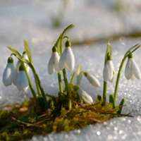 Pack Snowdrops