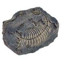 Pack Fossils