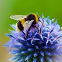 7 little words Bumblebees