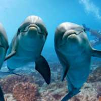 7 little words Dolphins