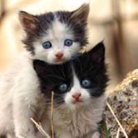 Pack Kittens