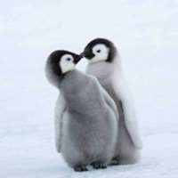 7 little words Pingüinos