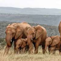 Pack Elephants